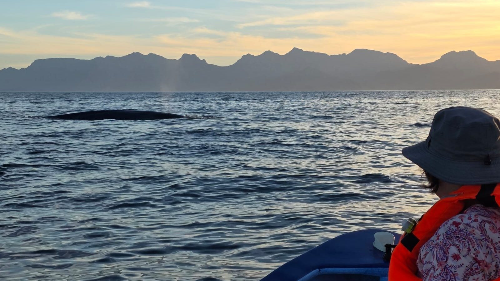 Ballena azul saliendo a la superficie junto a la panga Loreto Star al amanecer, con la Sierra de la Giganta al fondo